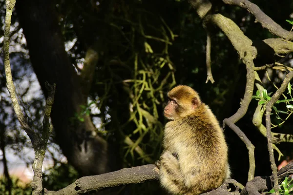 Scimmia barbara su un ramo — Foto Stock