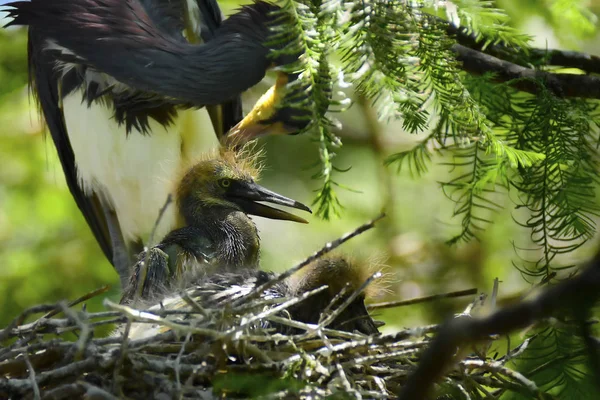 İki Heron Chicks — Stok fotoğraf