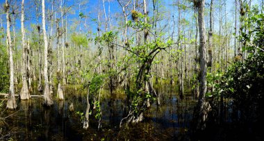 Everglades Milli Parkı 'nda bataklık