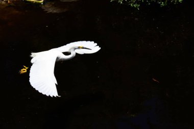 Uçuş Snowy balıkçıl