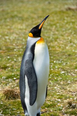Falkland Adalarındaki Kral Penguen Portresi.