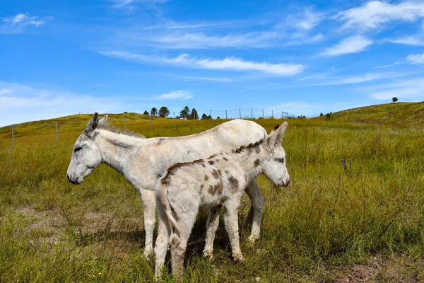 Een Moeder Veulen Wilde Burro Custer State Park South Dakota — Stockfoto