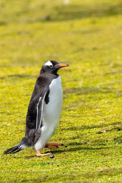 Retrato Pinguim Gentoo Volunteer Point Ilhas Malvinas — Fotografia de Stock