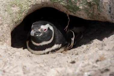 Yuvasında bir Megellanic Pengueni. Gönüllü Noktası, Falkland Adaları.