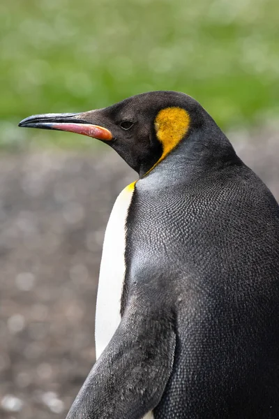 Portrét Tučňáka Královského Dobrovolnickém Místě Falklandy — Stock fotografie