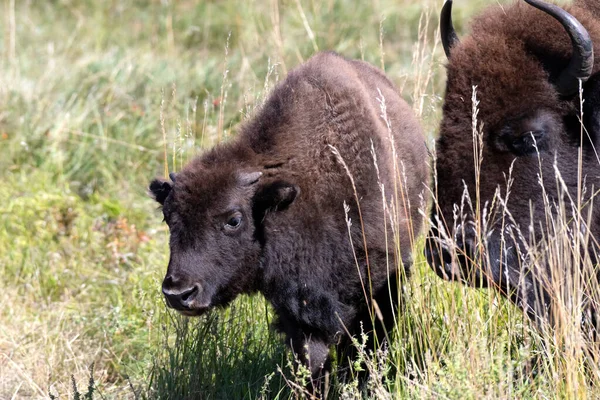 Dwa Bawoły Spacerujące Trawie Parku Narodowym Yellowstone — Zdjęcie stockowe