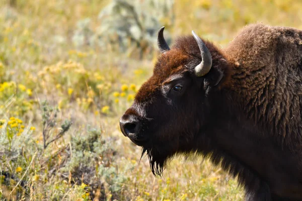 Portret Bawoła Parku Narodowym Yellowstone — Zdjęcie stockowe