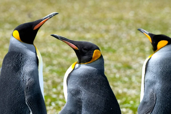 Grupo Pinguins Rei Ponto Voluntariado Ilhas Malvinas — Fotografia de Stock