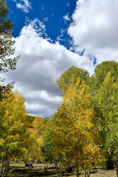 Folhas Mudando Floresta Nacional Dixie Utah — Fotografia de Stock