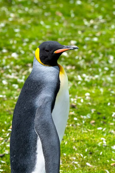 Portrét Tučňáka Královského Dobrovolnických Ostrovech Falklandy — Stock fotografie