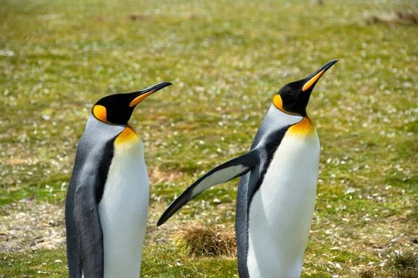 Dos Pingüinos King Volunteer Point Islas Malvinas — Foto de Stock