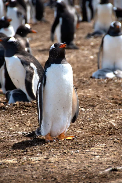 Portrait Pingouin Gentilhomme Volunteer Point Îles Malouines — Photo