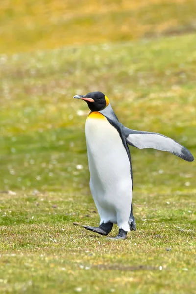 Pingvin Király Sétálni Ment Falkland Szigeteki Önkéntes Pintbe — Stock Fotó