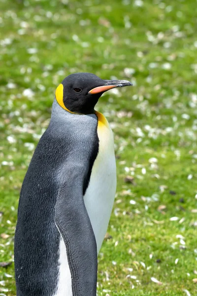 Προσωπογραφία Ενός Βασιλιά Penguin Στο Volunteer Point Νήσοι Φώκλαντ — Φωτογραφία Αρχείου