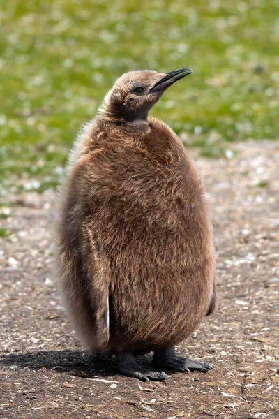 Ritratto Una Pollastrella Reale Pinguino Volunteer Point Isole Falkland — Foto Stock