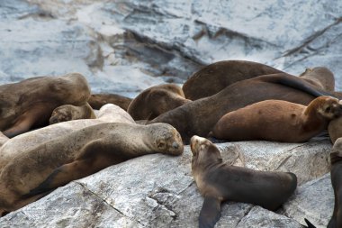 Ushuaia, Arjantin yakınlarındaki Beagle Kanalı 'nda bir kayanın üzerindeki Deniz Aslanları..