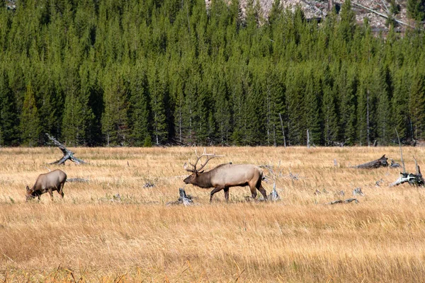 Bullenelch Und Kuhelch Auf Einem Feld Yellowstone Nationalpark — Stockfoto