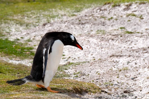 Pinguim Gentoo Fora Para Passeio Volunteer Point Ilhas Falkland — Fotografia de Stock