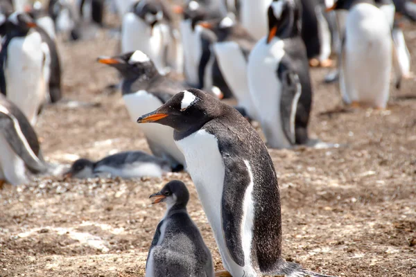 Gentoo Penguin and a chick with other Penguins in the background. Volunteer Point, Falkland Islands.