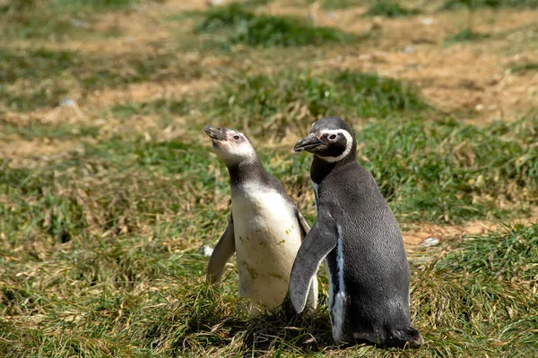 Ung Magellansk Pingvin Och Vuxen Magdalena Island Chile — Stockfoto