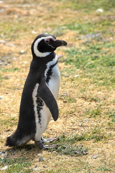 Retrato Pinguim Magalhães Ilha Magdalena Chile — Fotografia de Stock