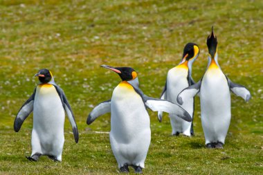 Dört Kral Penguen Falkland Adaları Gönüllü Noktası 'nda yürüyüşe çıktı..