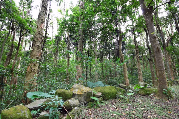 Bomen ten dage — Stockfoto