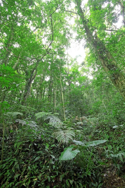 Foresta arborea in primavera — Foto Stock