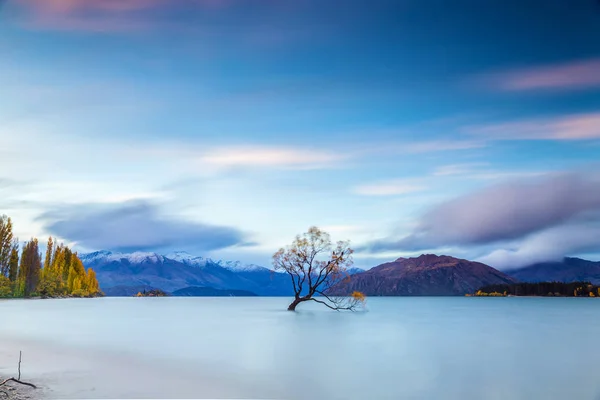 Wanaka fa sunrise, Új-Zéland — Stock Fotó