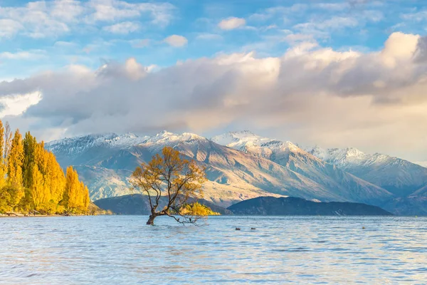 Wanaka fa sunrise, Új-Zéland — Stock Fotó