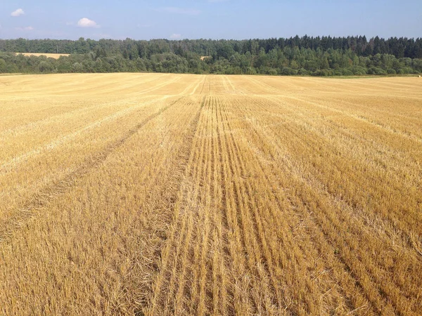 Summer mown field — Stock Photo, Image