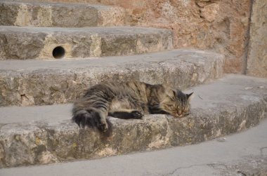 Merdivenlerde uyuyan kedi