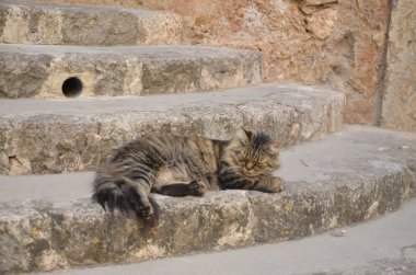 Uyuyan bir kedi Uyanışı