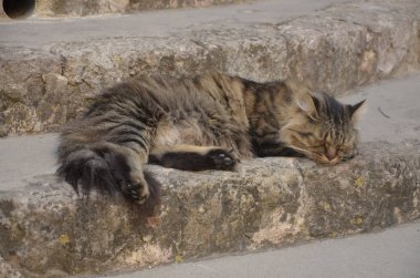 Merdivenlerde uyuyan kedi