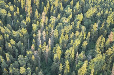 Yukarıdan orman Rusya'nin manzaralarına