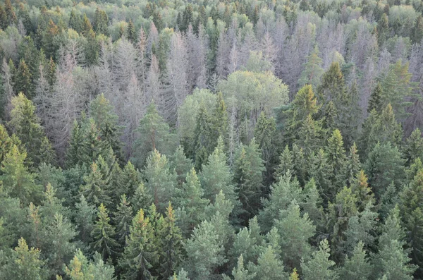 Vistas panorámicas del bosque desde arriba en Rusia — Foto de Stock