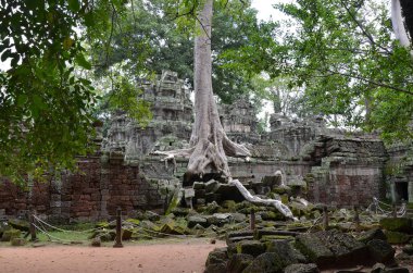 Orman Angkor Wat tapınağını ele geçirir.