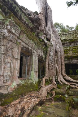 Orman Angkor Wat tapınağını ele geçirir.