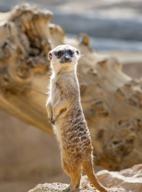 Meercat gözcülük yapıyor.