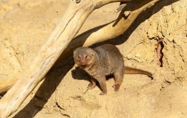 Bir firavun faresine yaklaş,