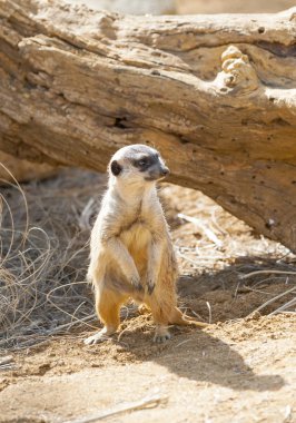 Meercat gözcülük yapıyor.