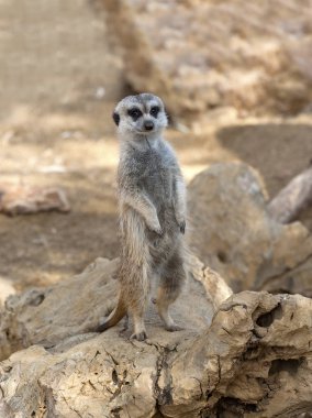 Meercat gözcülük yapıyor.