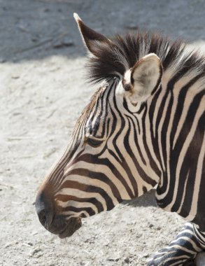 Bir Zebra Kafası 'nın Kapanışı