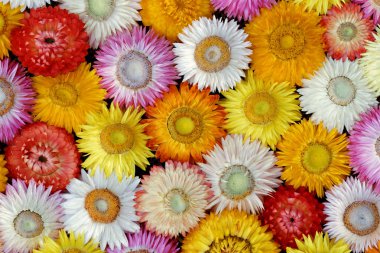 Kurutulmuş Saman Çiçeği Açar - Closeup View ( Helichrysum bracteatum )