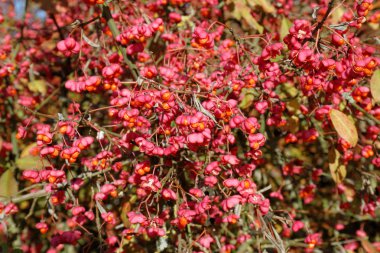 Zengin dalları olgun tohum gemileri ile Avrupa iğ ağacı