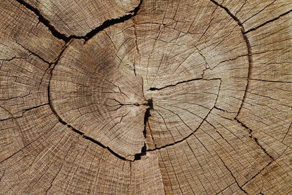 Weathered Oak Tree Cross-Section — Stock Photo, Image