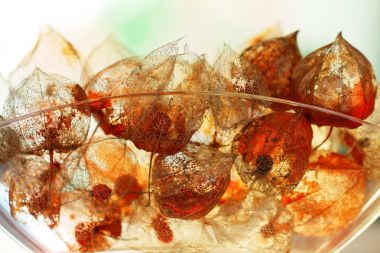 Yıpranmış Physalis alkekengi geri ışık ile dekorasyon