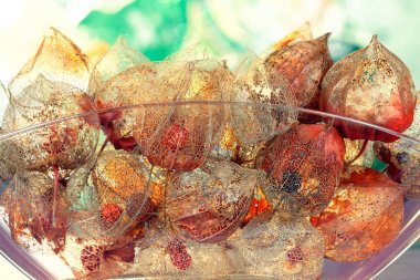 Sonbahar konsepti ile lucent Physalis Sepals alkekengi