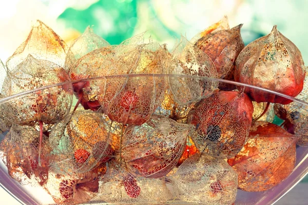 Sonbahar konsepti ile lucent Physalis Sepals alkekengi