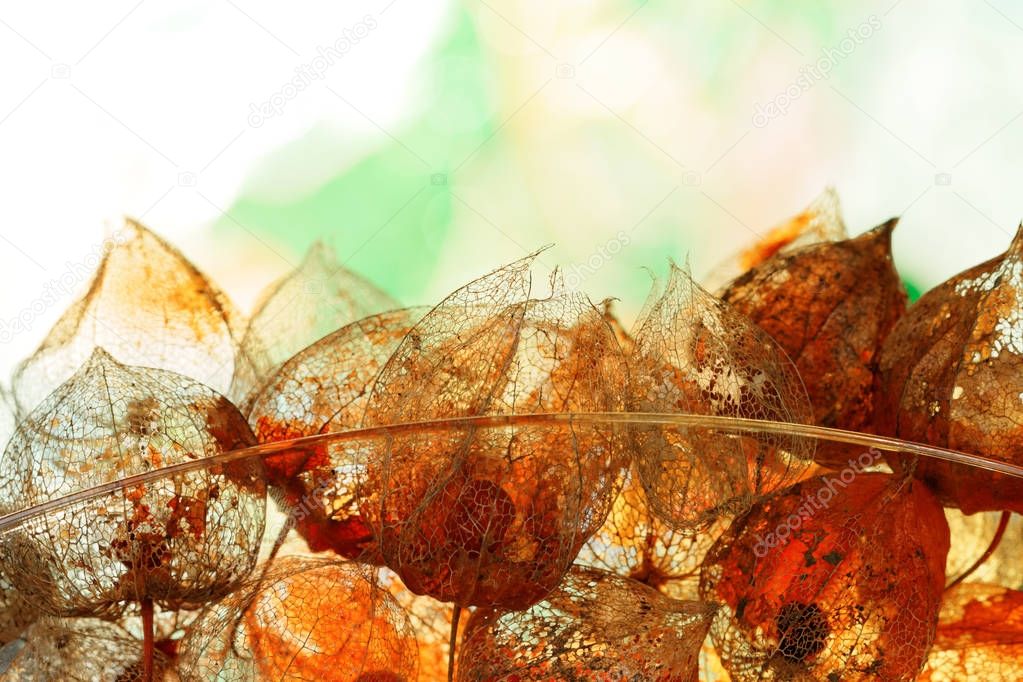 Autumnal Decoration with weathered Physalis alkekengi in Back Light